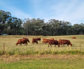 Rural / Farming commercial property for sale at 345 Copeton Dam Rd Inverell NSW 2360