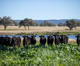 Rural / Farming commercial property for sale at 3243-3351 Trevallyn Road Upper Horton NSW 2347
