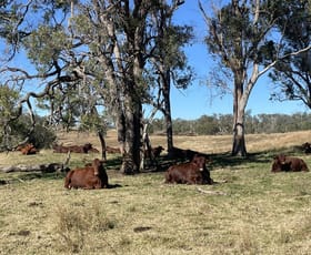 Rural / Farming commercial property for sale at 186 Mungungo Creek Road Monto QLD 4630