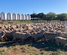 Rural / Farming commercial property sold at 513 Condobolin - Trundle Road Trundle NSW 2875