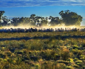 Rural / Farming commercial property sold at 'Darriwell Aggregation' Trundle NSW 2875