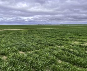 Rural / Farming commercial property sold at 4529 Kulin-Lake Grace Road Kuender WA 6353
