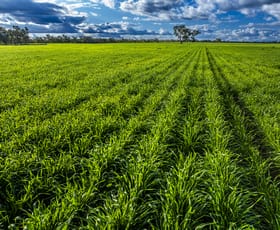 Rural / Farming commercial property sold at 'Trewilga' Coonamble NSW 2829
