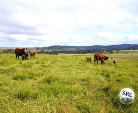 Rural / Farming commercial property for sale at 65 Webbs Rd Kyogle NSW 2474