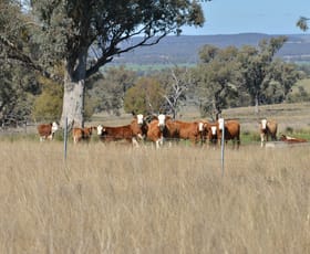 Rural / Farming commercial property for sale at 1724 Leaders Road Binnaway NSW 2395