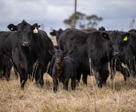 Rural / Farming commercial property sold at 4248 Pinkett Road Red Range NSW 2370