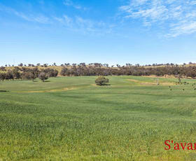 Rural / Farming commercial property sold at Lot 50 Fendlers Road Tungkillo SA 5236