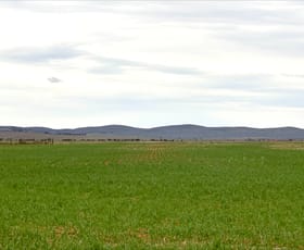 Rural / Farming commercial property for sale at Hammond Road Amyton SA 5431