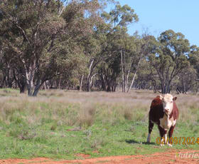 Rural / Farming commercial property sold at * Needlewood Nymagee NSW 2831