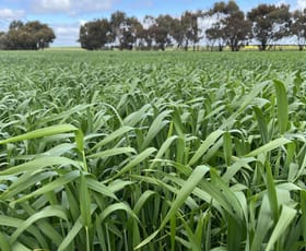 Rural / Farming commercial property sold at Pat's Corner/851 Shepherd Road Kwolyin WA 6385