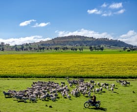 Rural / Farming commercial property for sale at Mount Bodangora 5008 Goolma Road Wellington NSW 2820