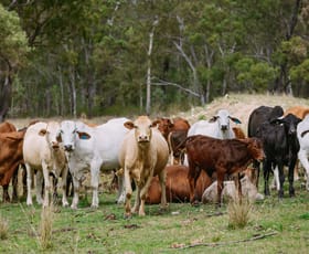 Rural / Farming commercial property for sale at 1250 Mount Hector Road Boyne Valley QLD 4680