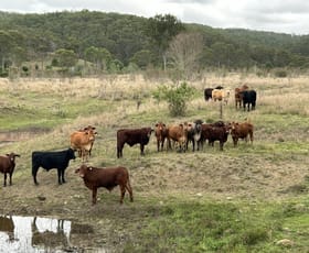 Rural / Farming commercial property for sale at Monto QLD 4630