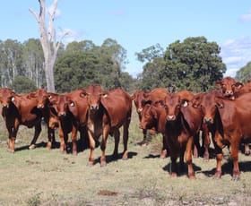 Rural / Farming commercial property for sale at 789 Coppin Road Mungungo QLD 4630