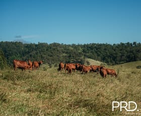 Rural / Farming commercial property for sale at Lot 27, 46 Lynches Creek Road Wiangaree NSW 2474