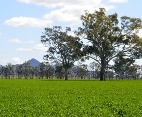 Rural / Farming commercial property for sale at 325 The Rock Mangoplah Rd The Rock NSW 2655