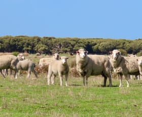 Rural / Farming commercial property sold at Lot 66 Baxters Hill Road Mount Benson SA 5275