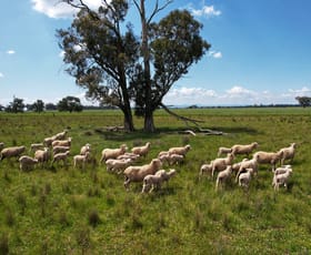 Rural / Farming commercial property for sale at Part Rosewood Taweni Road Peak Hill NSW 2869