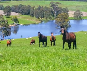 Rural / Farming commercial property for sale at 151 Wattle Hill Road Buchan South VIC 3885