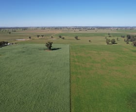 Rural / Farming commercial property for sale at Forbes NSW 2871