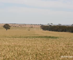 Rural / Farming commercial property sold at . Cnr Nembudding South Road & Hammond Road Korrelocking WA 6485