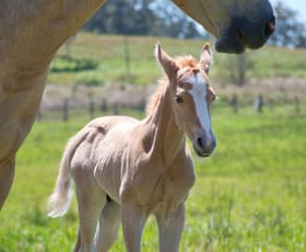 Rural / Farming commercial property for sale at 283 Tooloom Road Urbenville NSW 2475