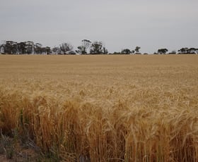 Rural / Farming commercial property sold at 1799 Nambadalling Road Corrigin WA 6375