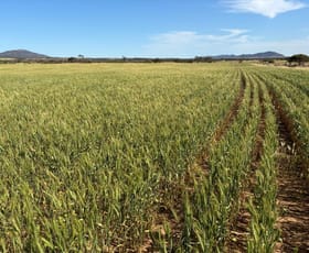 Rural / Farming commercial property for sale at 1963 Balumbah-Kinnard Road Waddikee SA 5640