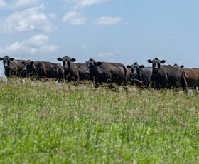 Rural / Farming commercial property for sale at 260 Backmede Road Backmede NSW 2470