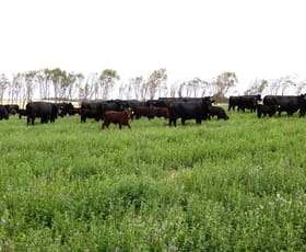 Rural / Farming commercial property for sale at 252 Jabez Williams Road Meningie SA 5264