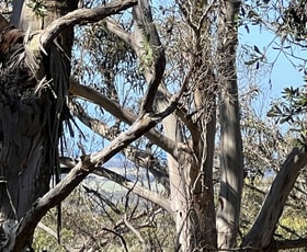 Rural / Farming commercial property for sale at PID 6423792 Fairhaven Road Memana TAS 7255 Rural / Farming commercial property for sale at PID 6423792 Fairhaven Road Memana TAS 7255