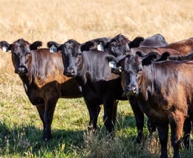 Rural / Farming commercial property for sale at 2268 Westbrook Road Oberne Creek NSW 2650