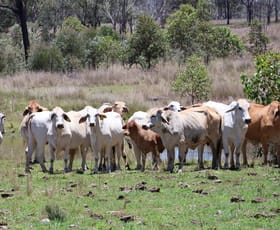 Rural / Farming commercial property for sale at Lot 33, 34 & 35 Bilboolan Road, Mungy Mount Perry QLD 4671