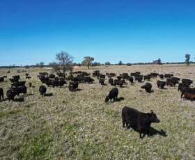 Rural / Farming commercial property for sale at 5778 Dandaloo Road Dandaloo NSW 2823