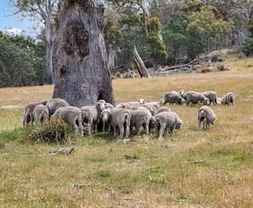 Rural / Farming commercial property for sale at "Kheme Hill" Eastwood Road York Plains TAS 7120