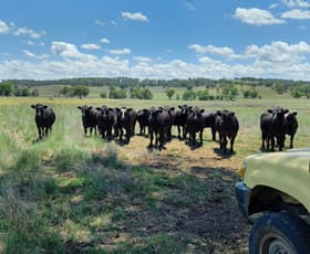 Rural / Farming commercial property for sale at 325 Toorawandi Road Ulamambri NSW 2357