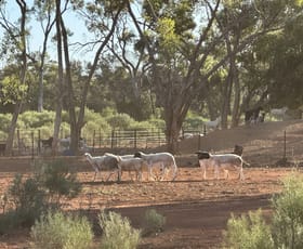 Rural / Farming commercial property for sale at 1 Ben Lomond Road Gunderbooka NSW 2840