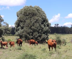 Rural / Farming commercial property for sale at Lot 18 & 19/110 Greentree Lane, Beeron Mundubbera QLD 4626