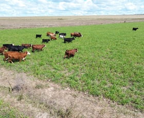 Rural / Farming commercial property for sale at 60 Telford Road Biddeston QLD 4401
