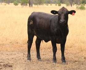 Rural / Farming commercial property sold at 445 Six Mile Rd Roma QLD 4455