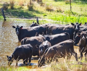 Rural / Farming commercial property sold at 3899 Belubula Way Canowindra NSW 2804