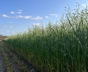 Rural / Farming commercial property for sale at 886 Emu Fence Road South Yilgarn WA 6426