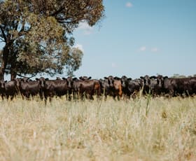 Rural / Farming commercial property for sale at "Glenalan" Moonie Highway Moonie QLD 4406