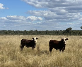 Rural / Farming commercial property for sale at Flinders Highway Torrens Creek QLD 4816
