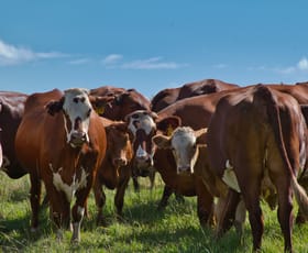 Rural / Farming commercial property for sale at 65 Webbs Road Cedar Point NSW 2474