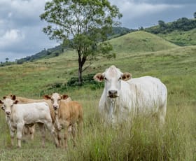 Rural / Farming commercial property for sale at 101 Silburn Road Goomeribong QLD 4601