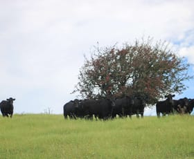 Rural / Farming commercial property for sale at 94 Reservoir Lane Braidwood NSW 2622