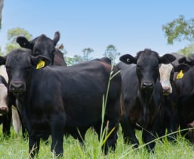 Rural / Farming commercial property for sale at 225 Woodworths Road Bonalbo NSW 2469