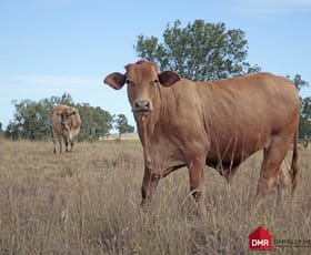 Rural / Farming commercial property for sale at O'bil Bil QLD 4626