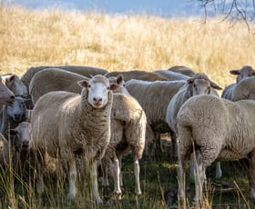 Rural / Farming commercial property for sale at 'Treline' 174 Emu Swamp Road, Lucknow via Orange NSW 2800